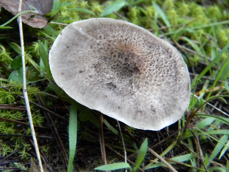 1905 Febbraio vecchio ritrovamento